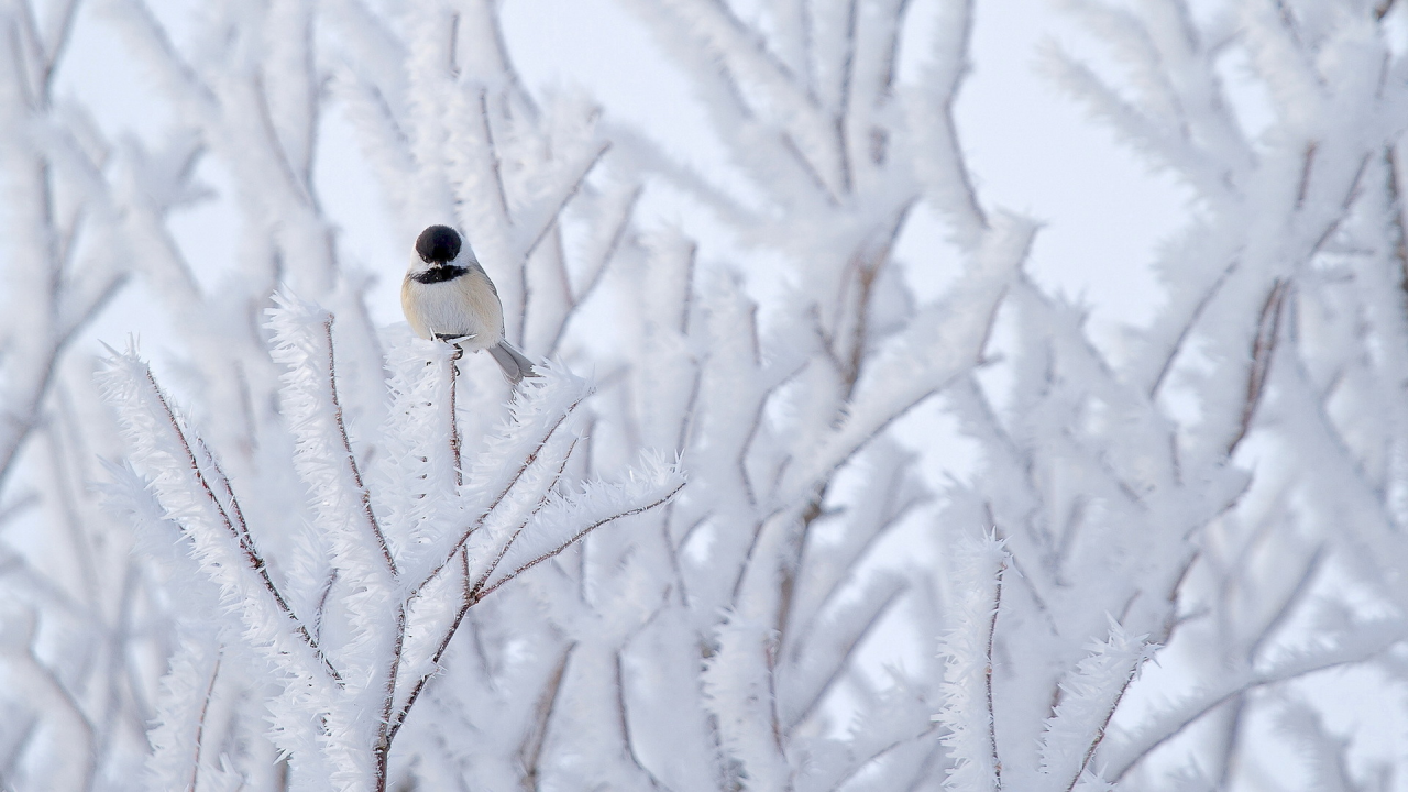 снег, птица, дерево, природа, синица