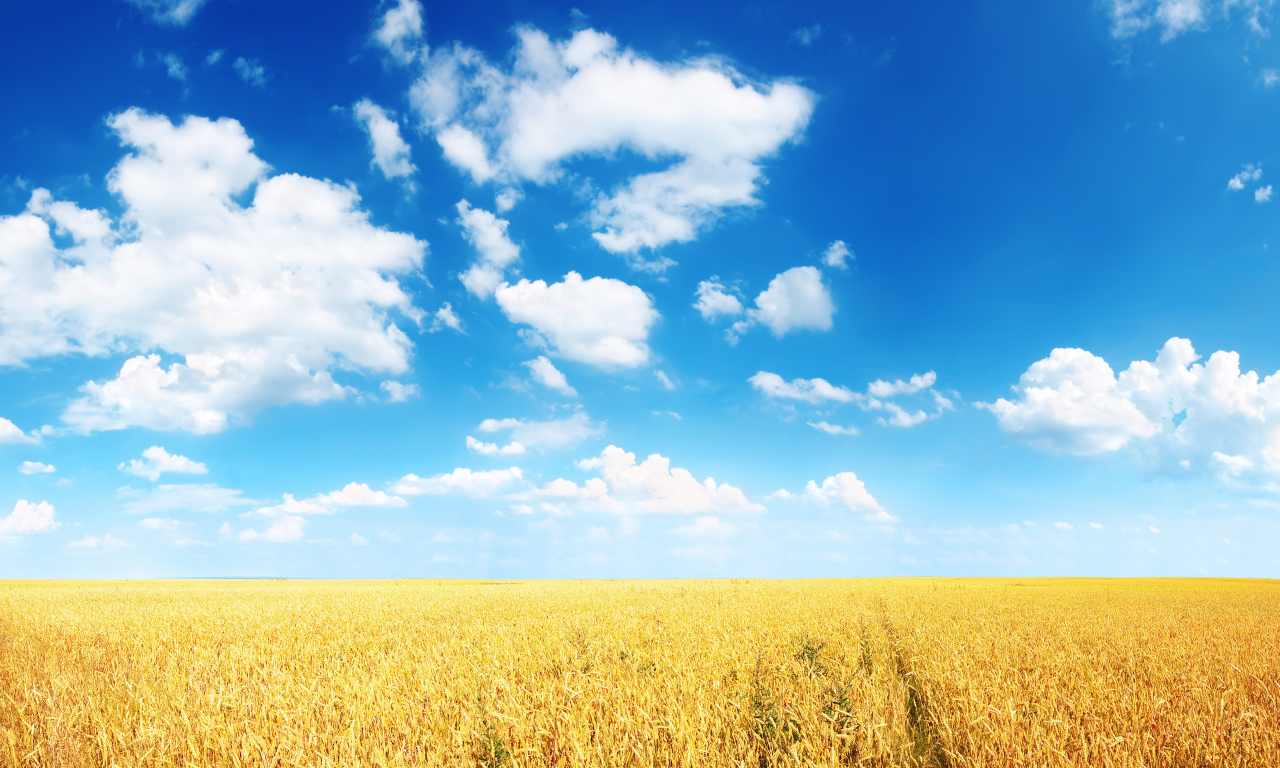 равнина, облака, пшеница, горизонт, колосья, нива, поле