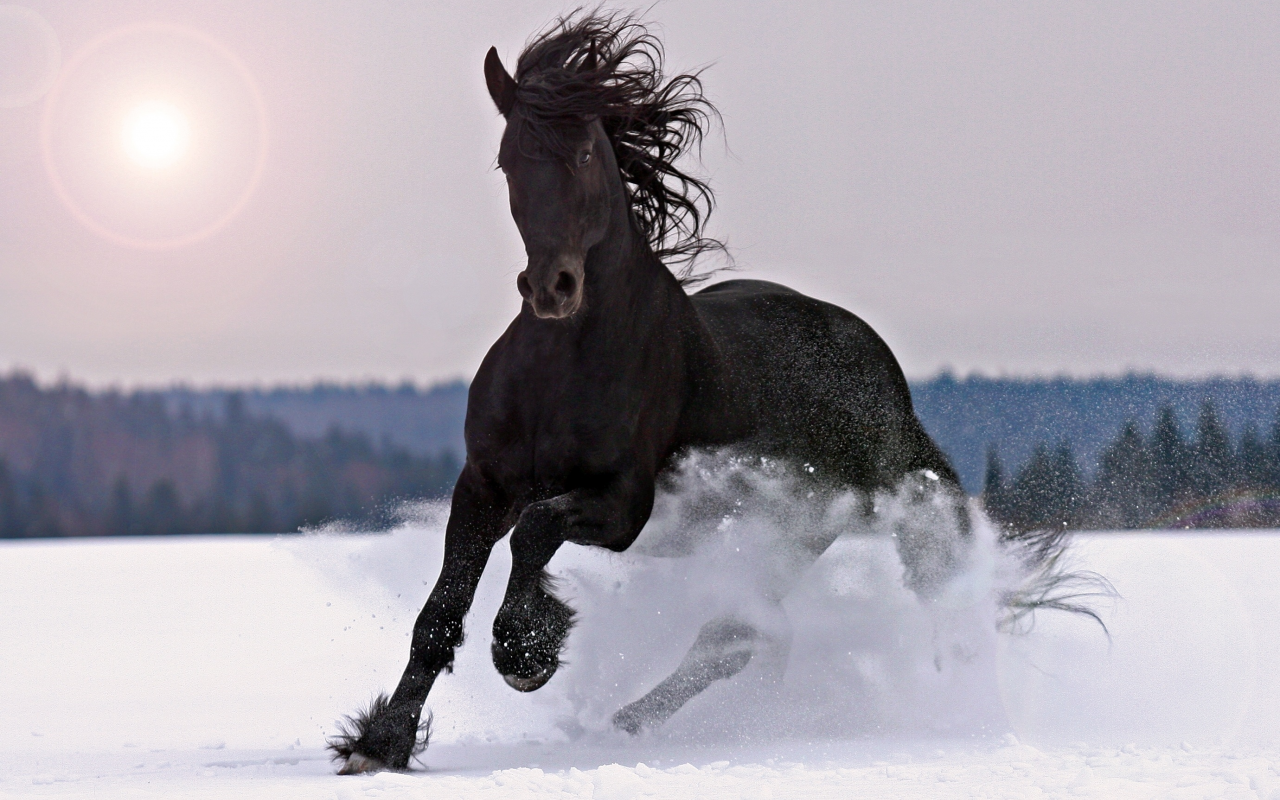 лошадь, снег, норов