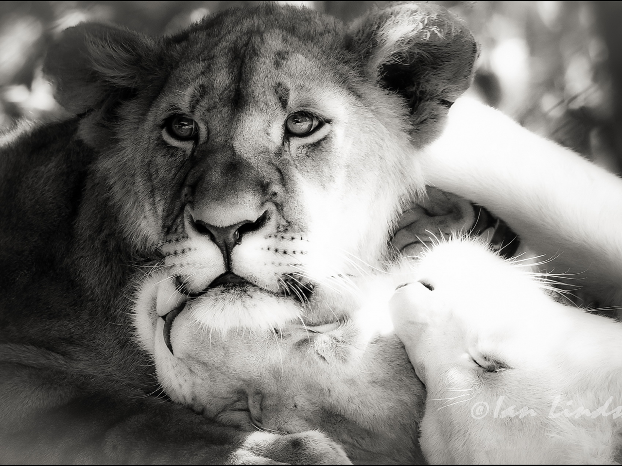 фотошоп, львы, лев, чб, черно-белый снимок