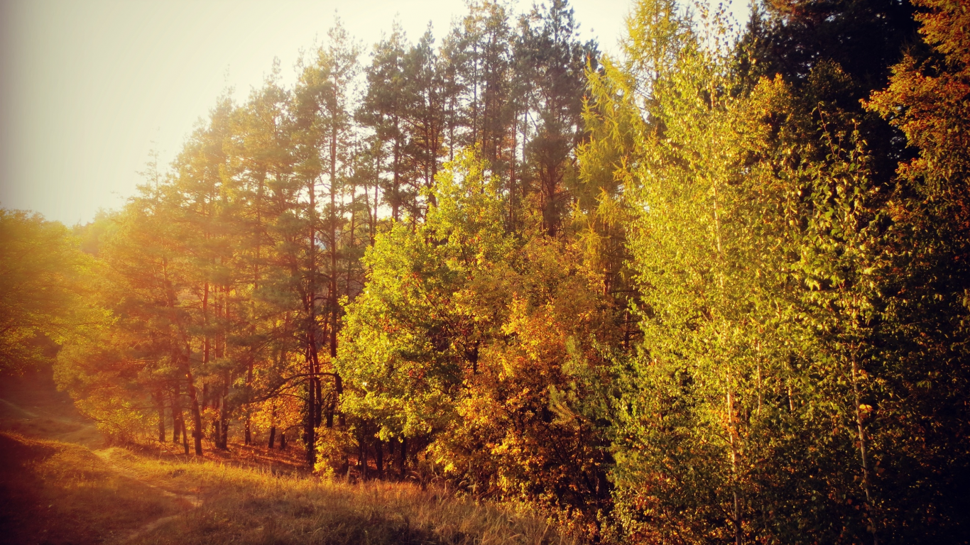 осень, лес, деревья