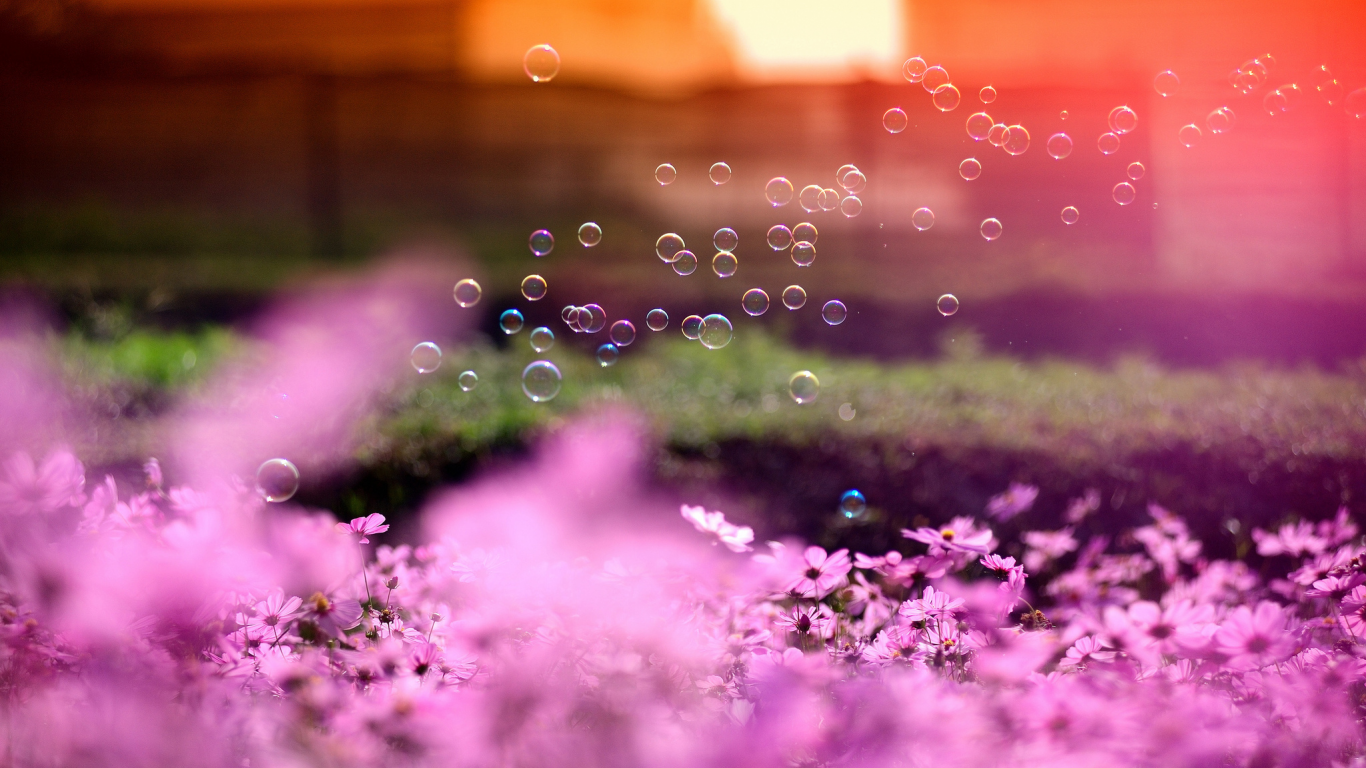 фокус, мыльные пузыри, космея, солнце, цветы, розовые