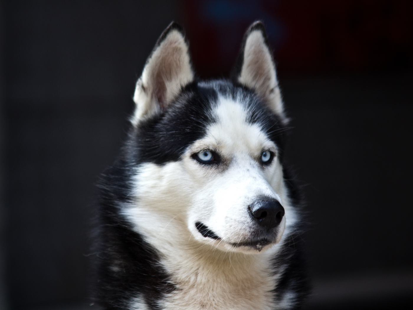 blue eyes, husky, danger, black, dog, white, cute