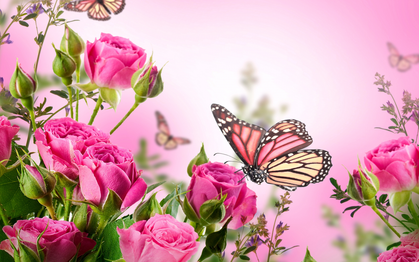 розы, butterflies, blossom, pink, beautiful, flowers, цветы, roses, бабочки