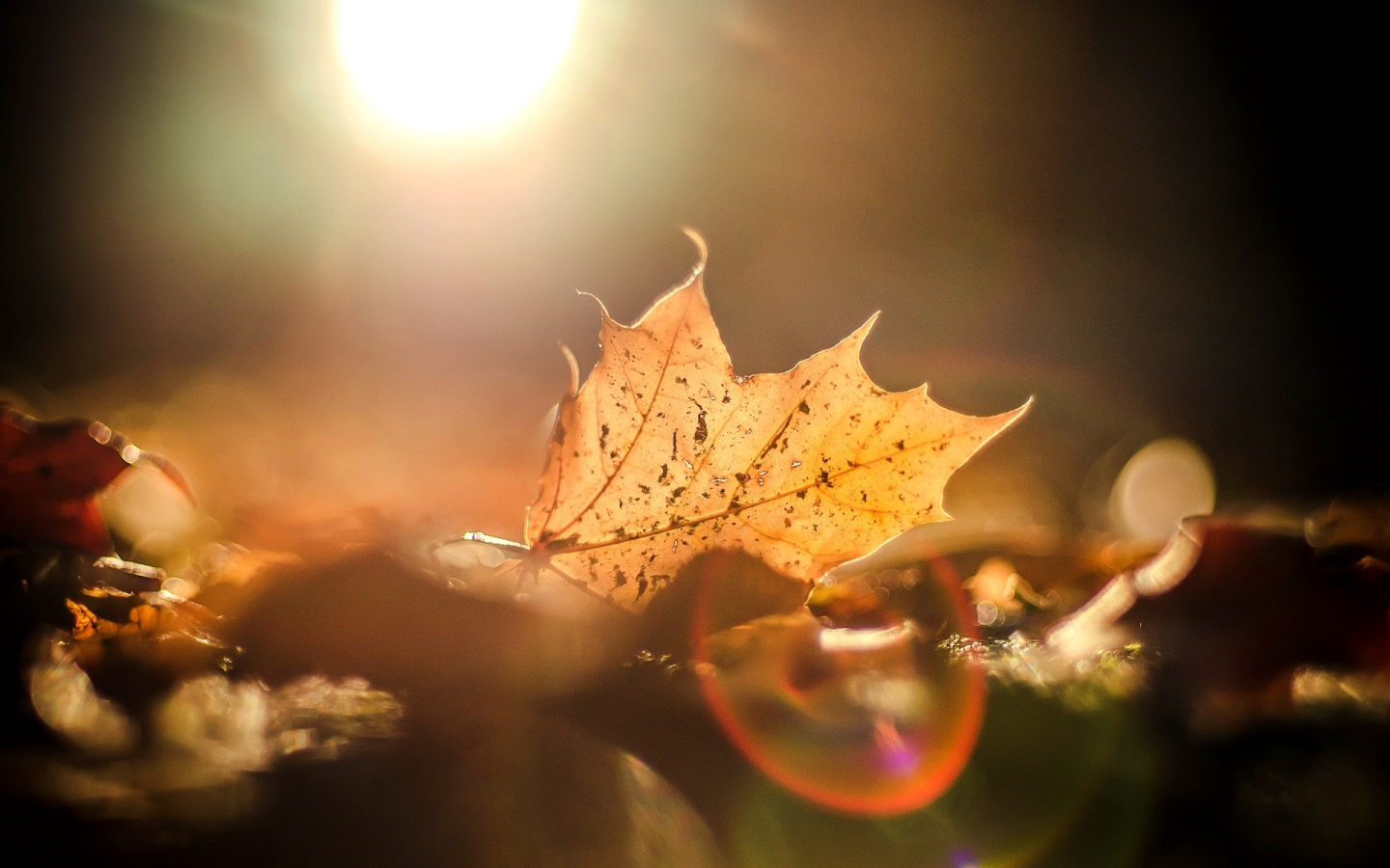 фон, макро, осень, листья, солнце, блики, листочки