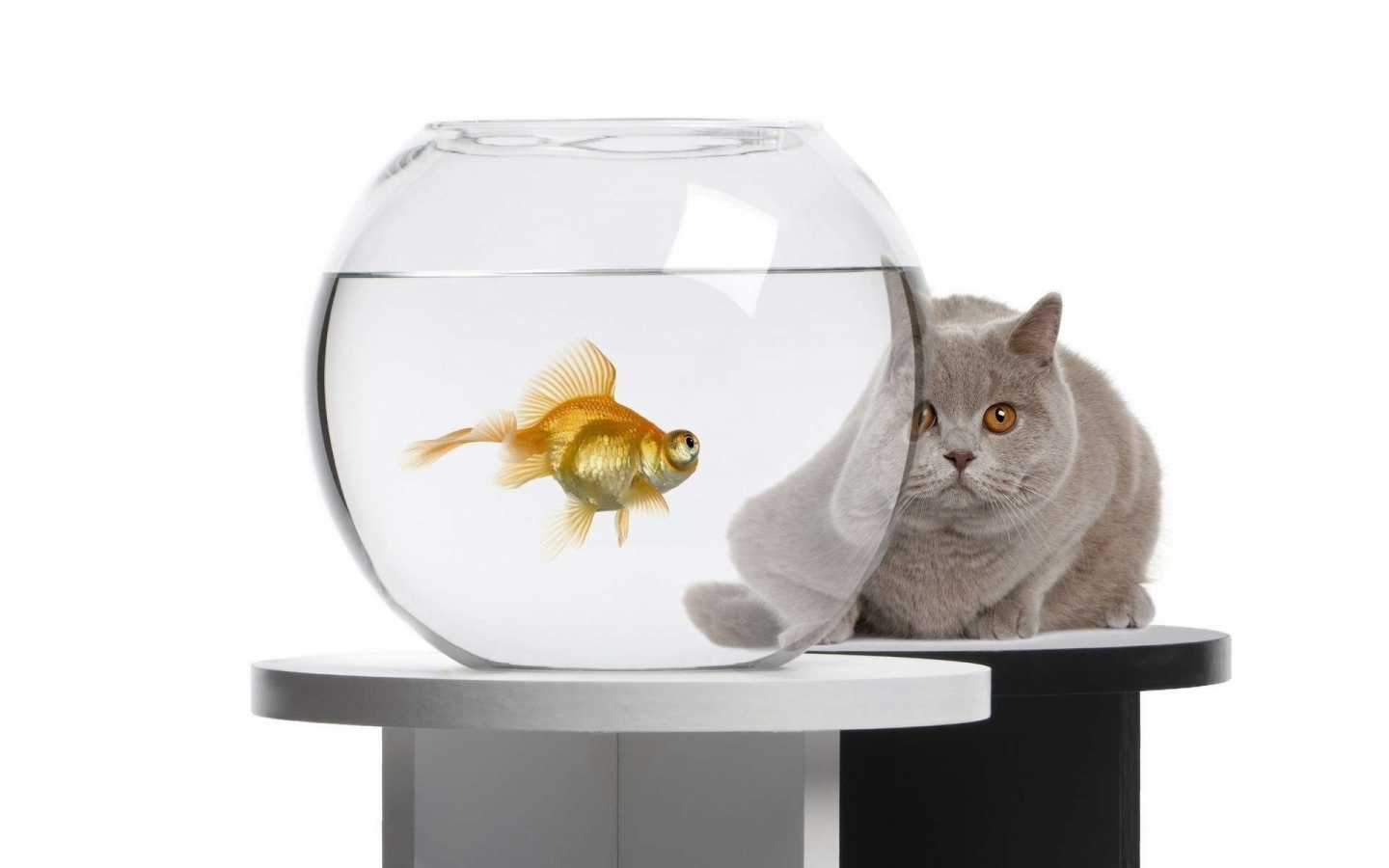 золотая рыбка, аквариум, кот