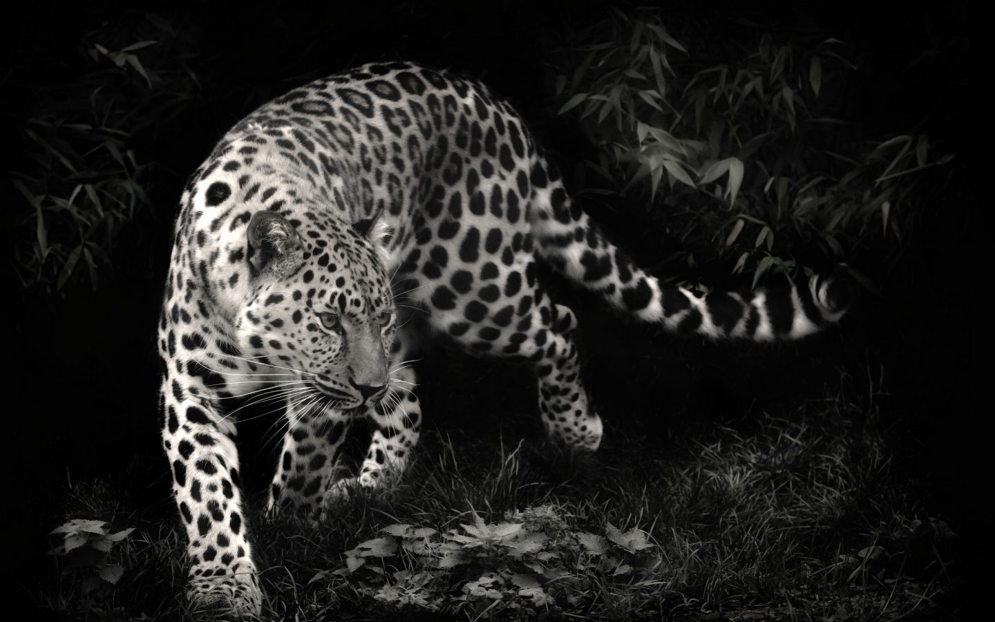 леопард, leopard, хищник, чёрно-белое фото