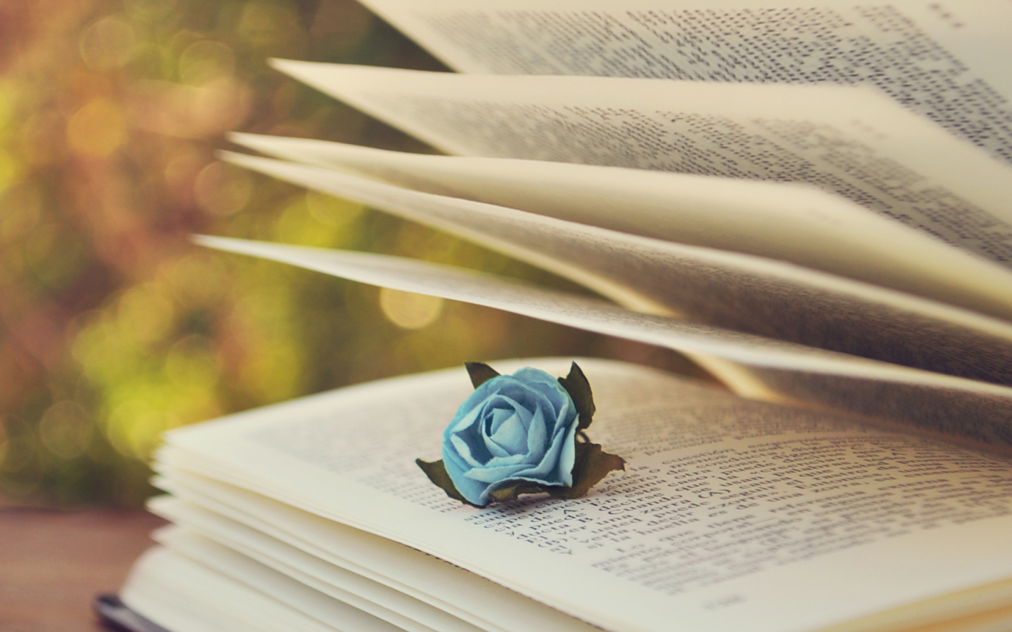  боке, страницы, текст, голубая, книга, роза