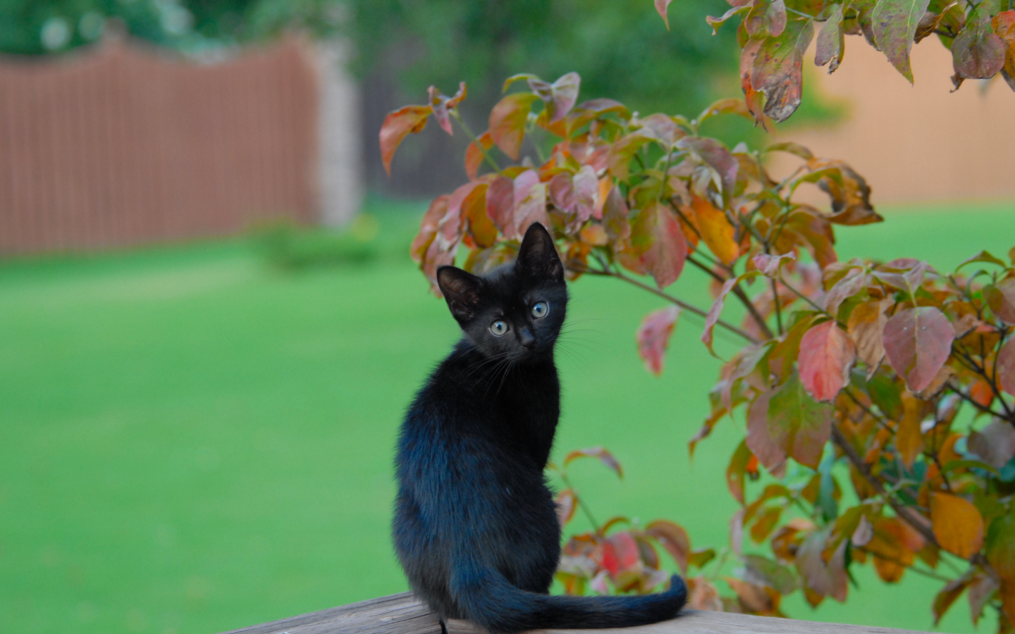 листья, ветки, чёрный котёнок