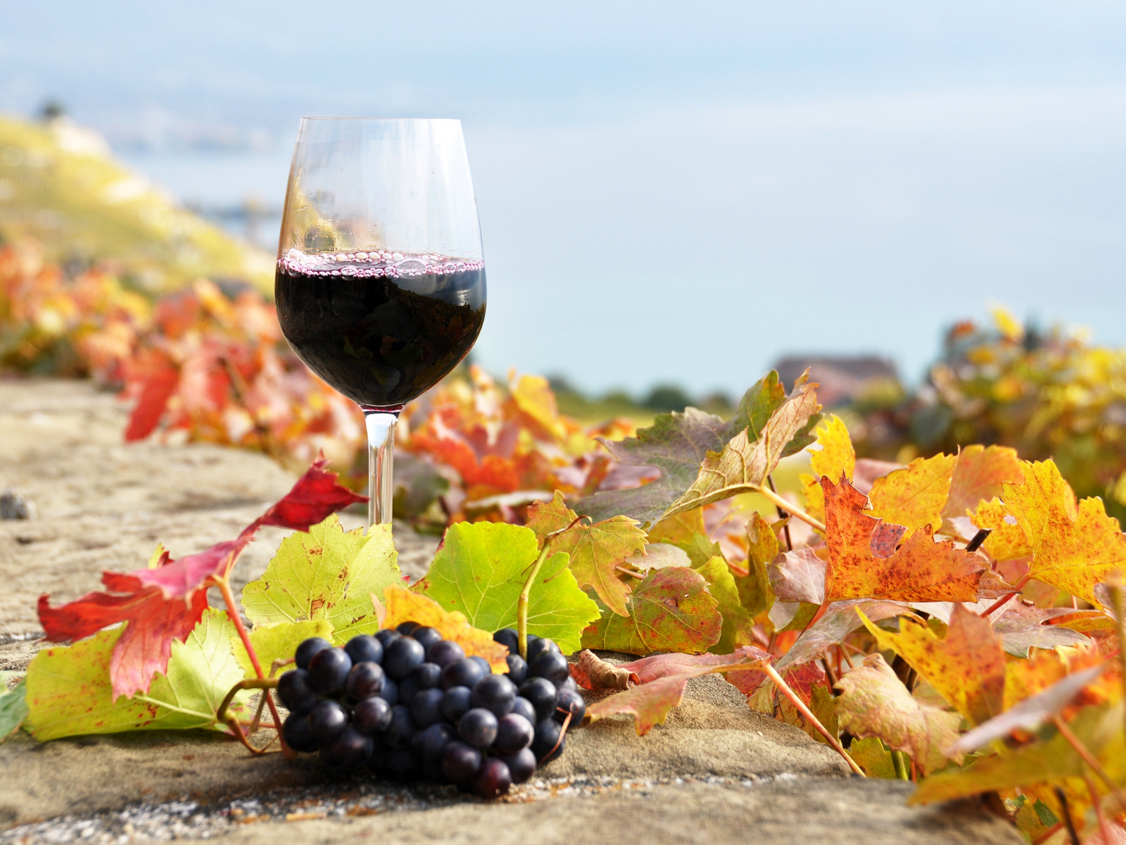 вино, бокал, листья, красное, виноградники, виноград