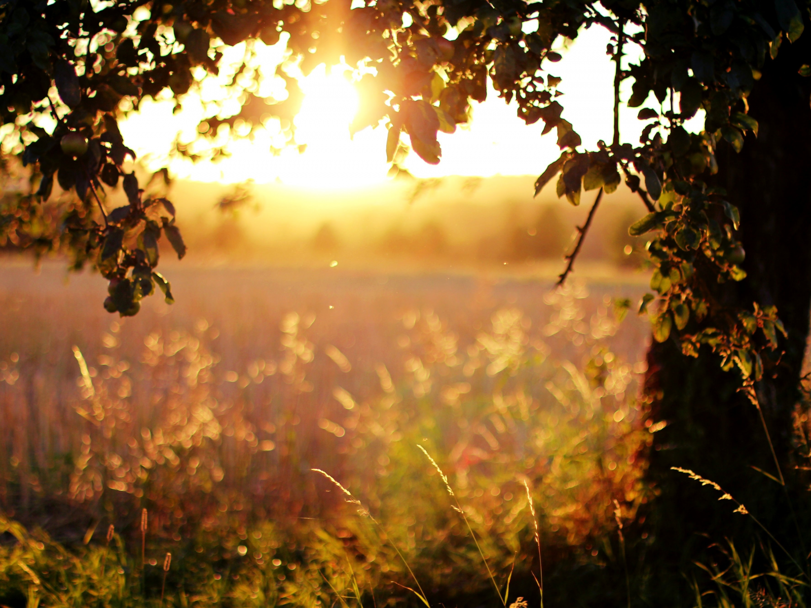 солнце, вечер, свет, трава, закат, листья, деревья, поле