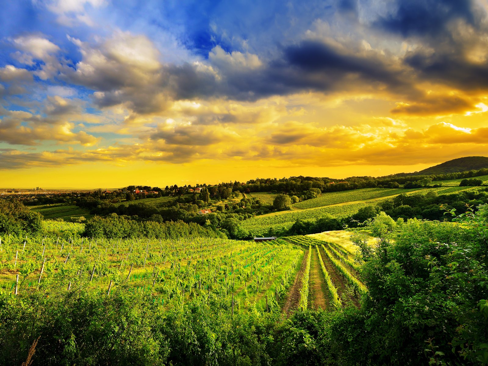 kahlenberg hills, austria, виноградники, природа, north-west of vienna