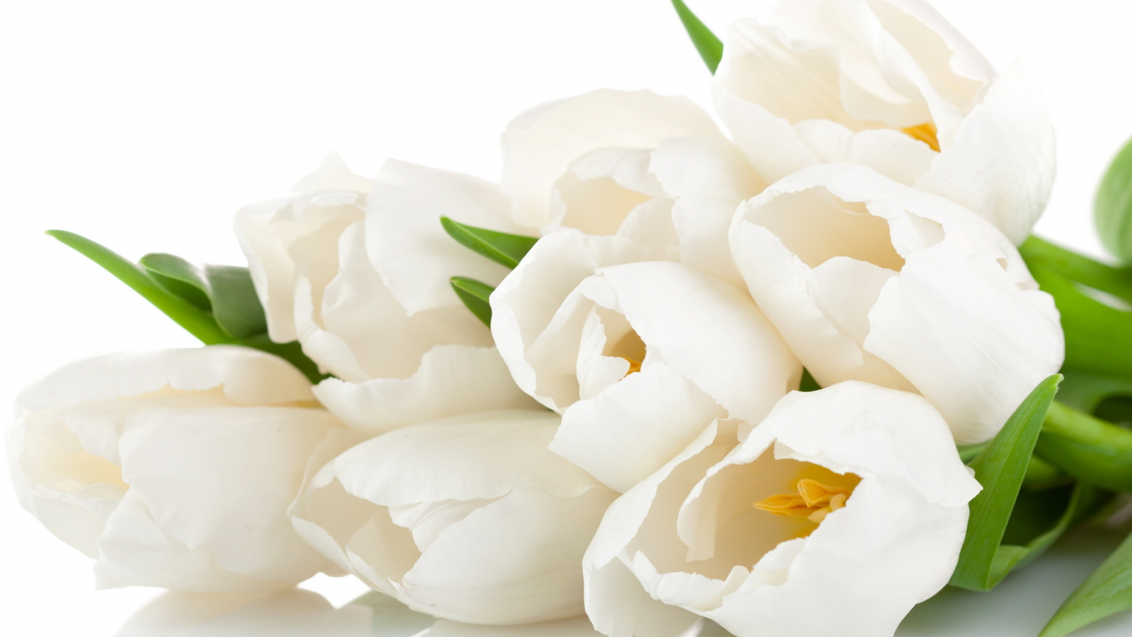 цветы, white, beauty, tulips, flowers, тюльпаны, нежные, bouquet, petals