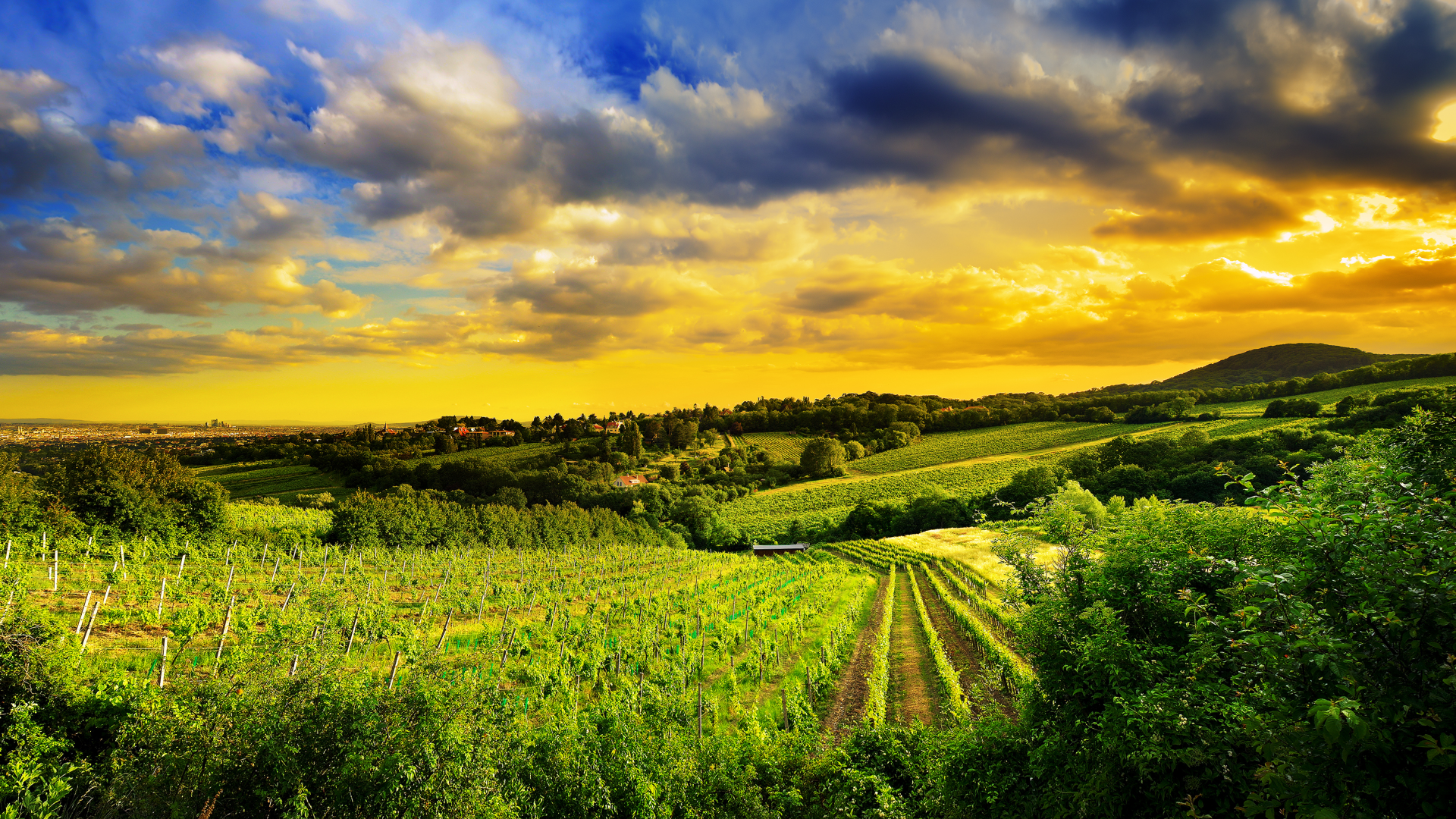 kahlenberg hills, austria, виноградники, природа, north-west of vienna