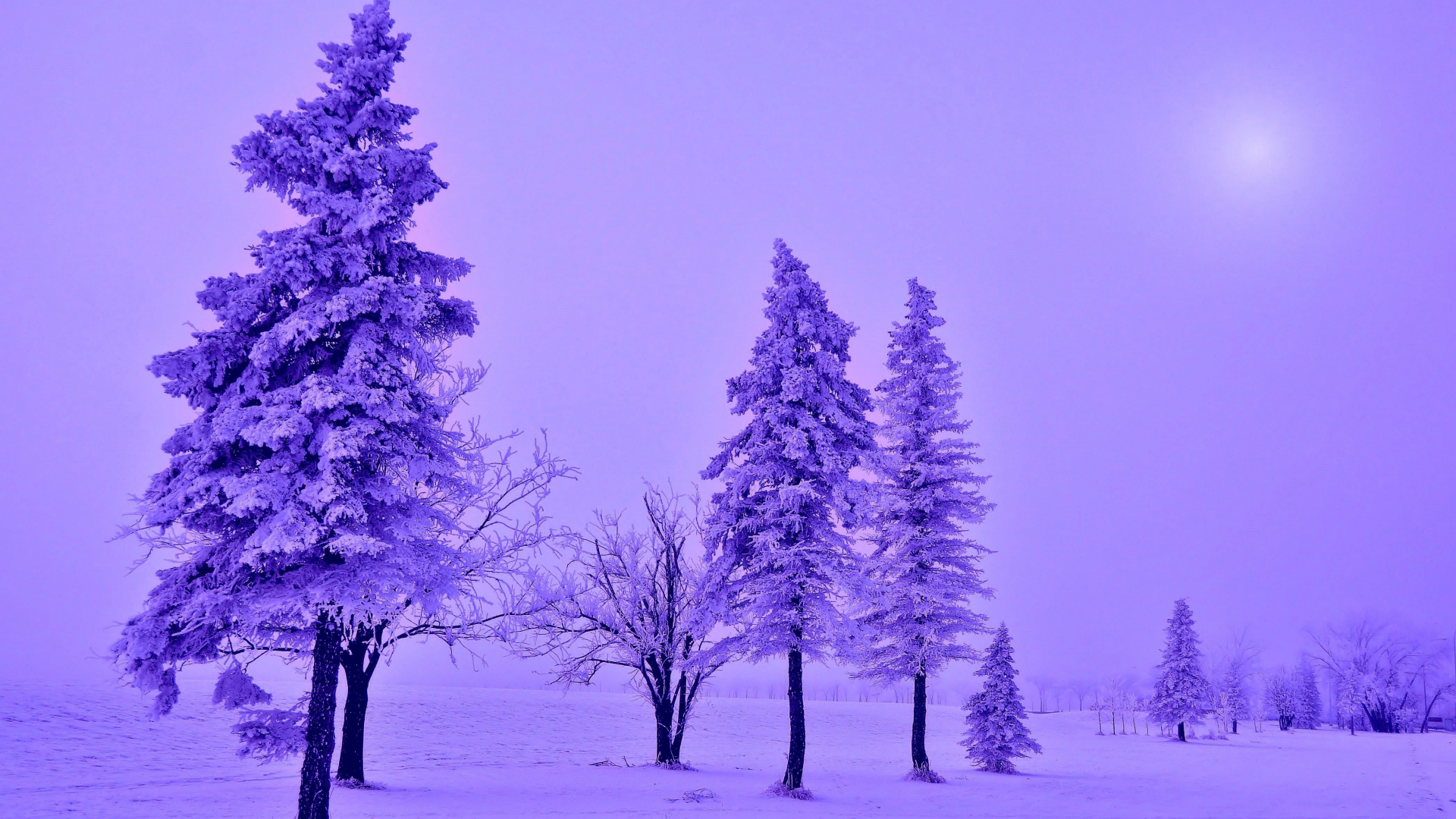 зима, деревья, ели, снег, заснеженность, пейзаж, фиолетовый
