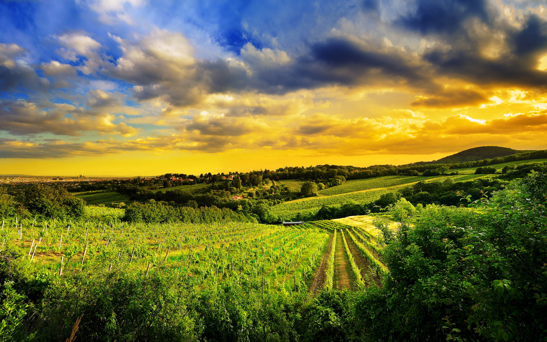 kahlenberg hills, austria, виноградники, природа, north-west of vienna