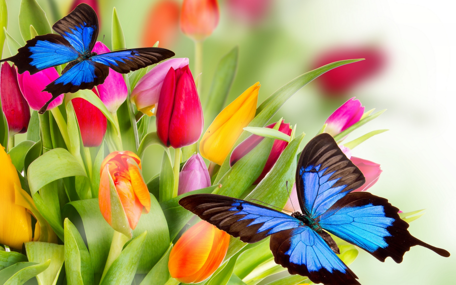 butterflies, yellow, orange, red, varicoloured, beauty, tulips, flowers, pink, bright, petals