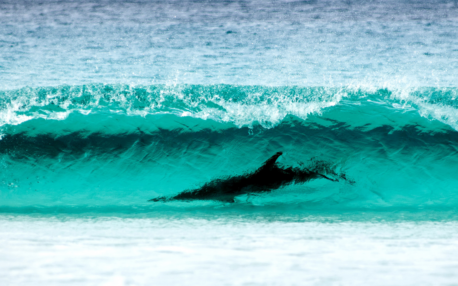 wave turquoise color, le grand np, water, nature, dolphin, wa , surfing, cape, sea, shore