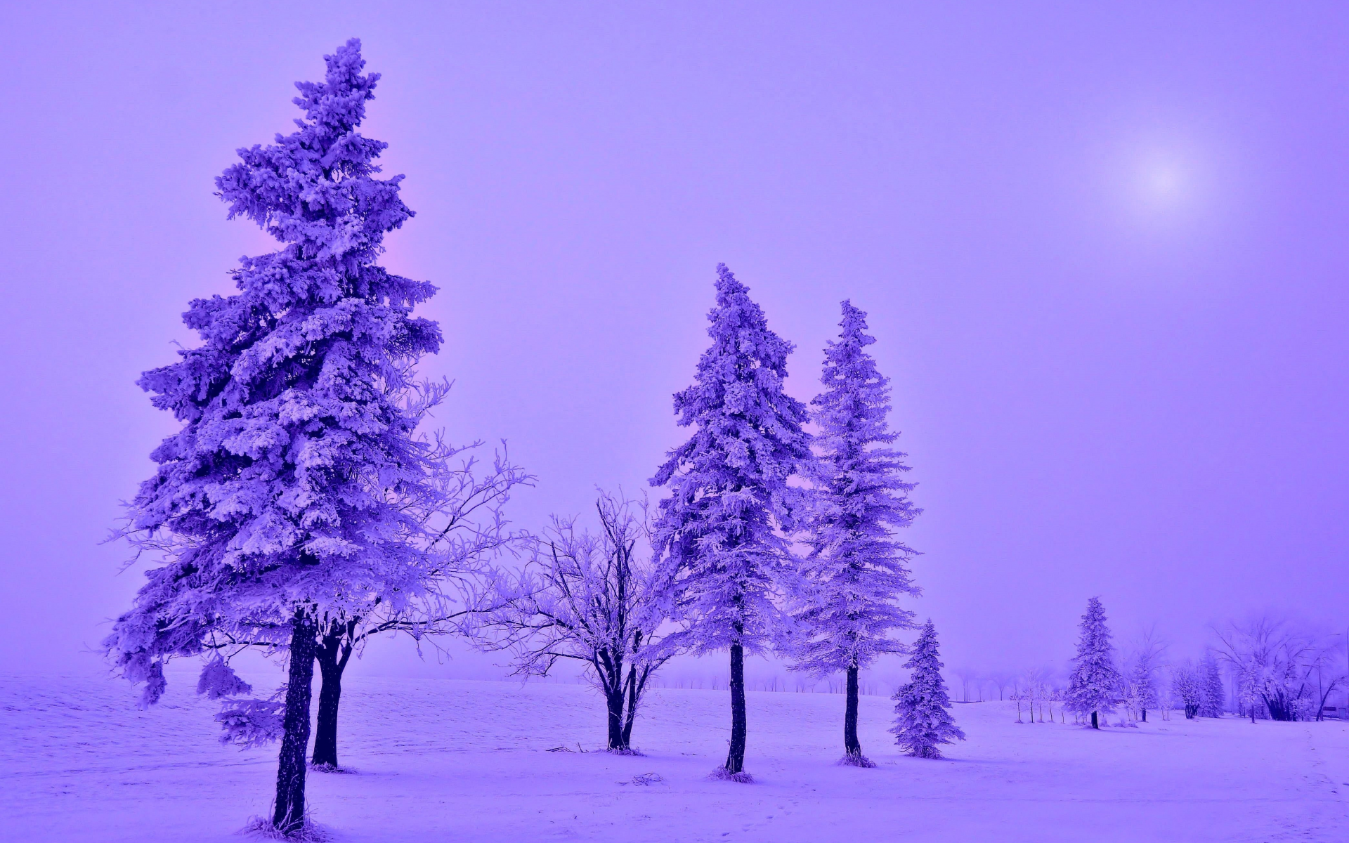 зима, деревья, ели, снег, заснеженность, пейзаж, фиолетовый