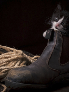 ботинок, котёнок, верёвка