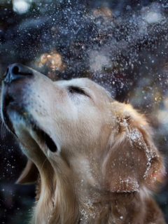 собака, пес, прогулка, снег, снежинки, зима