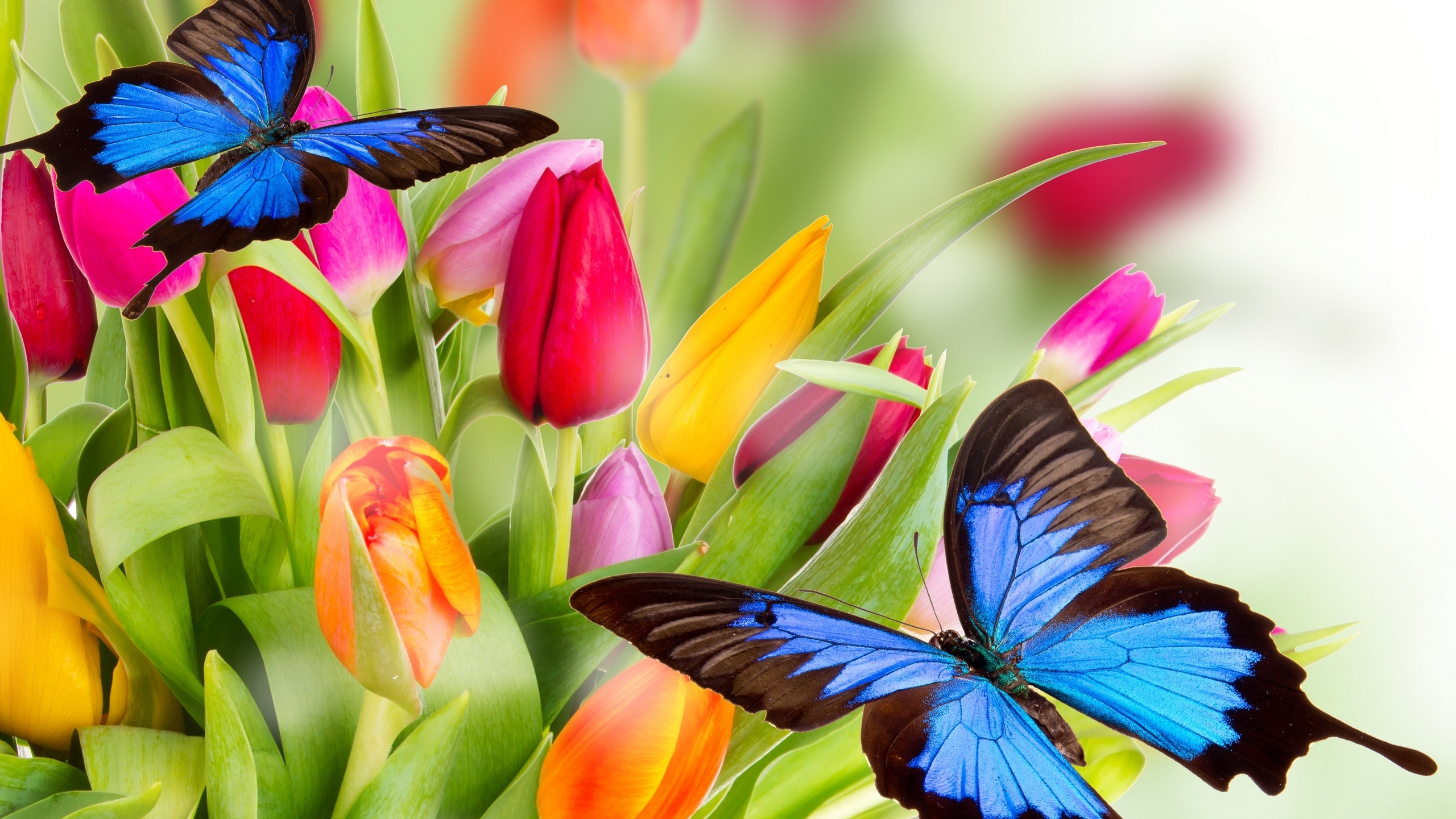 butterflies, yellow, orange, red, varicoloured, beauty, tulips, flowers, pink, bright, petals