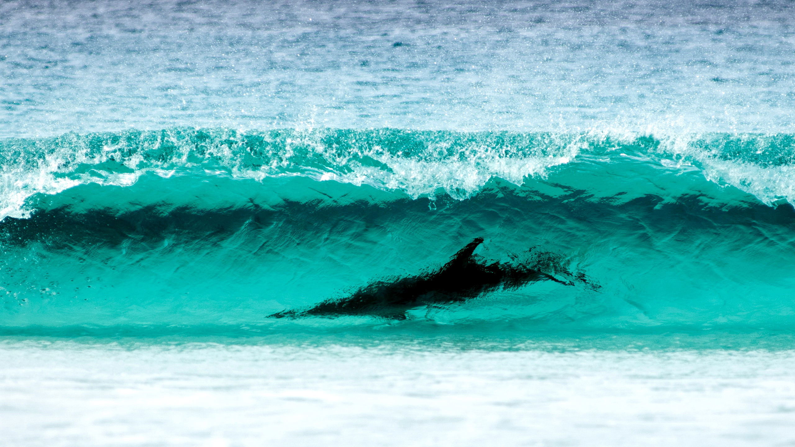 wave turquoise color, le grand np, water, nature, dolphin, wa , surfing, cape, sea, shore