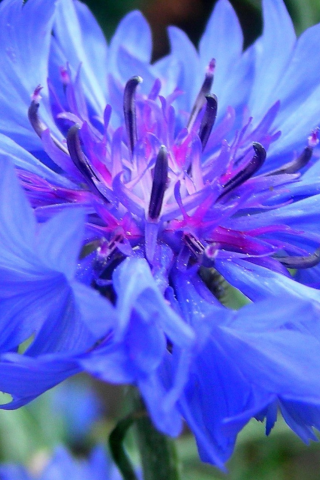 centaurea, васильки, василек, зелень, синий, cornflower, цветок