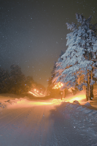 елки, фонари, ночь, освещение, зима, снег, дорога