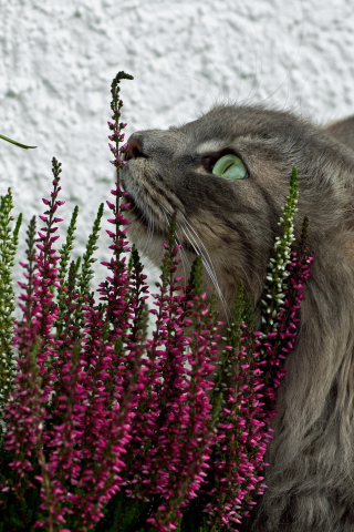 цветы, кошка, трава, пушистая, серая