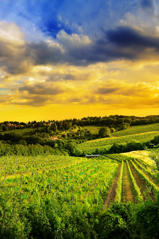 kahlenberg hills, austria, виноградники, природа, north-west of vienna