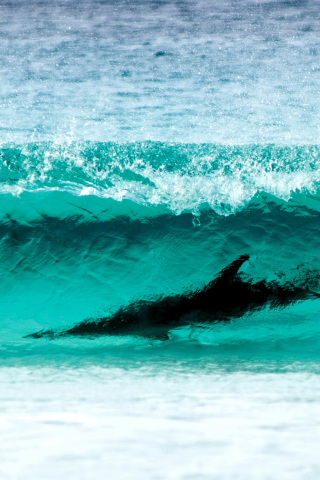 wave turquoise color, le grand np, water, nature, dolphin, wa , surfing, cape, sea, shore