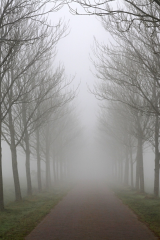 дорога, аллея, деревья, ряд, осень, туман