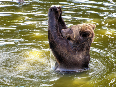 бурый медведь, вода, европейский, аплодисменты