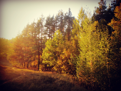 осень, лес, деревья