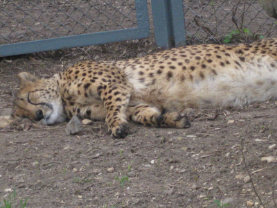 гепард, спит