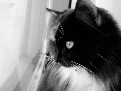 кошка, чёрно-белое