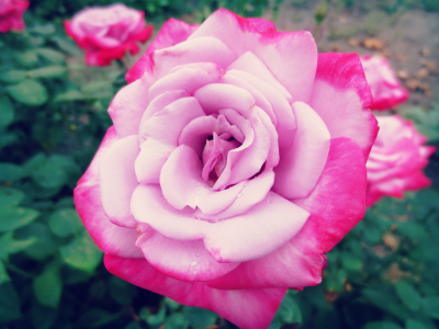 роза, розовая
