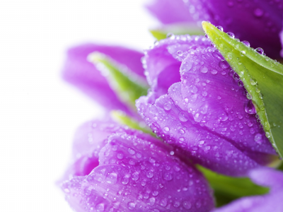 bouquet, цветы, beauty, bright, drops, tulips, violet, water, flowers, тюльпаны