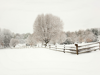 ёлки, снег, деревянный, ели, деревья, забор, зима