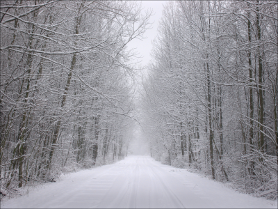 снег, деревья, иней, дорога, зима, лес, следы
