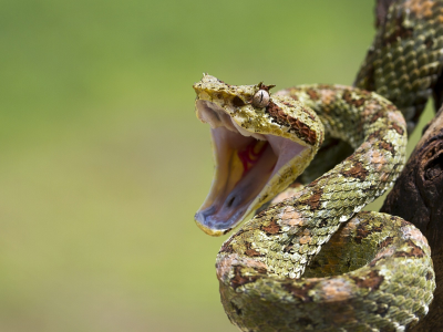 eye, reptile, mouth, snakes, branch