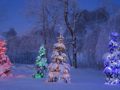 Canada, winter, trees, snow, lights, New Year, night