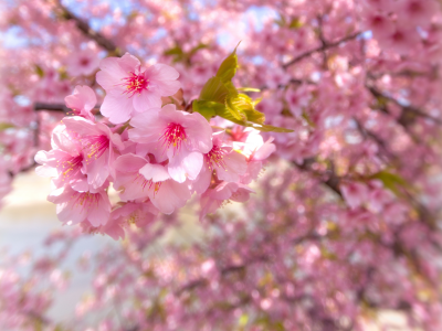 цветение, сакура, весна