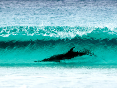 wave turquoise color, le grand np, water, nature, dolphin, wa , surfing, cape, sea, shore