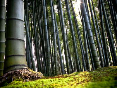бамбуковый, лес