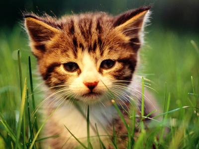 cat, кот, кошка, котенок, трава, макро