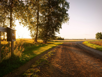 зелень, растительность, природа, листья, деревья