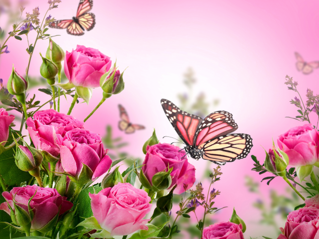 розы, butterflies, blossom, pink, beautiful, flowers, цветы, roses, бабочки