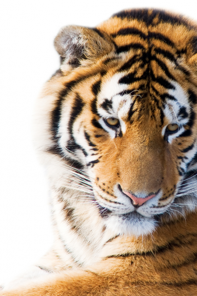 взгляд, амурский тигр, морда, кошка, белый фон, тигр